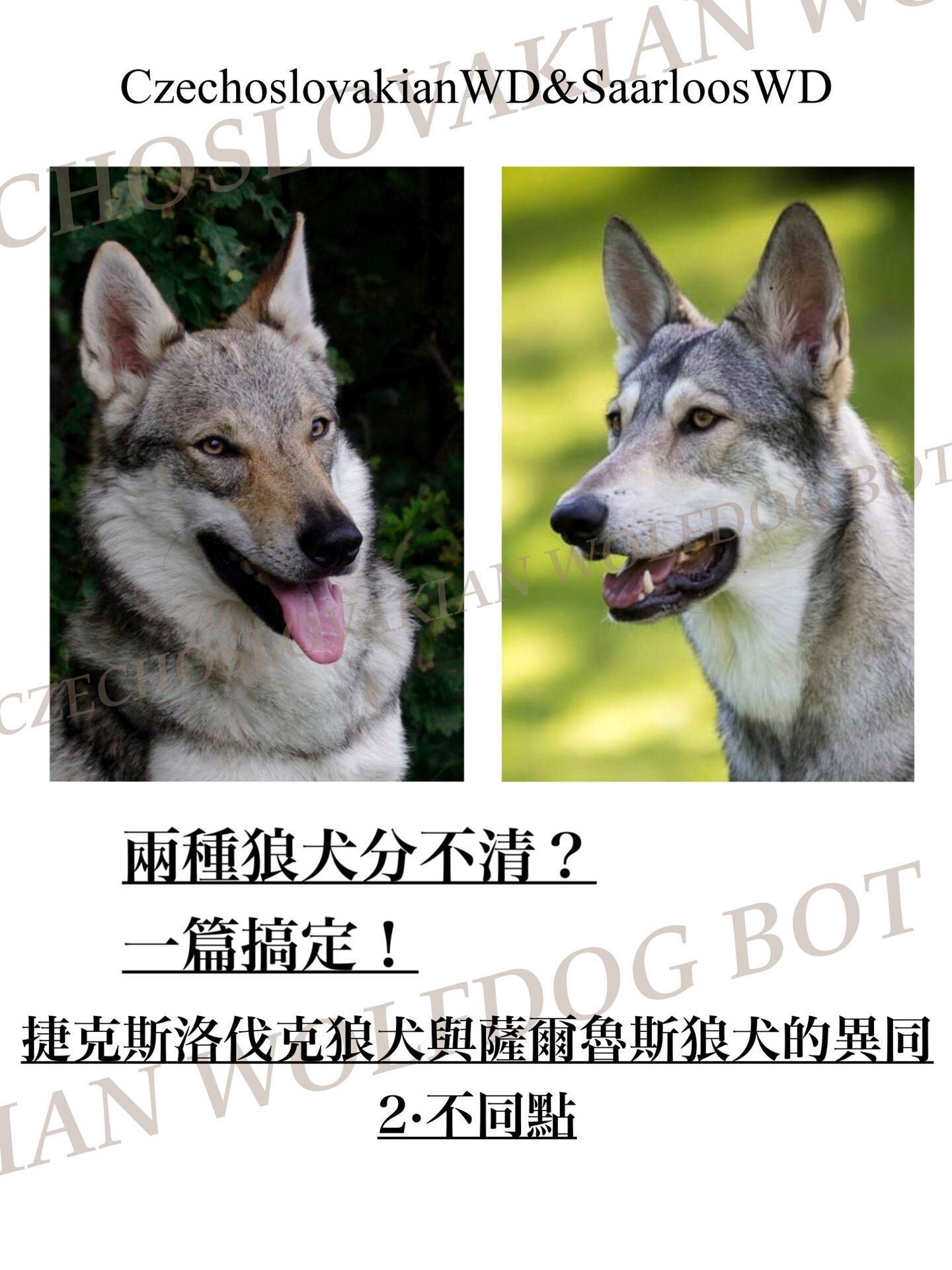 爱游戏官网入口-捷克与奥地利一决高下，胜者晋级下一轮的简单介绍